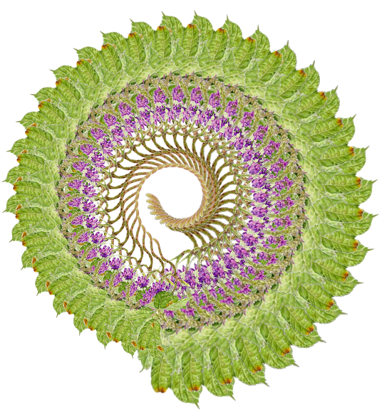 Kudzu flower manipulated with NodeBox