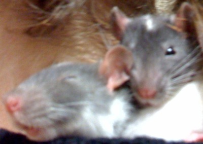 cute_rats.jpg