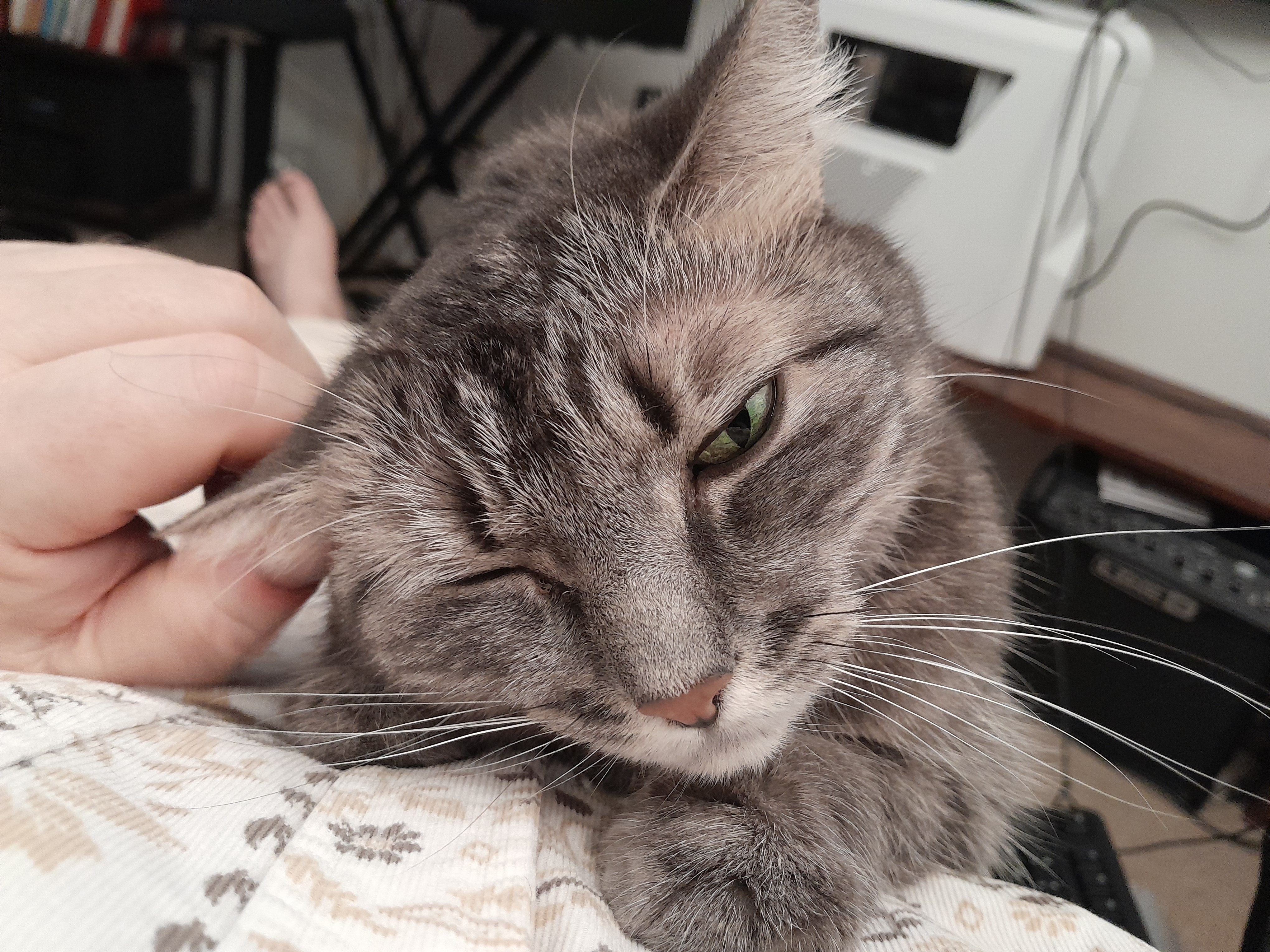 Grey cat enjoying an ear rub