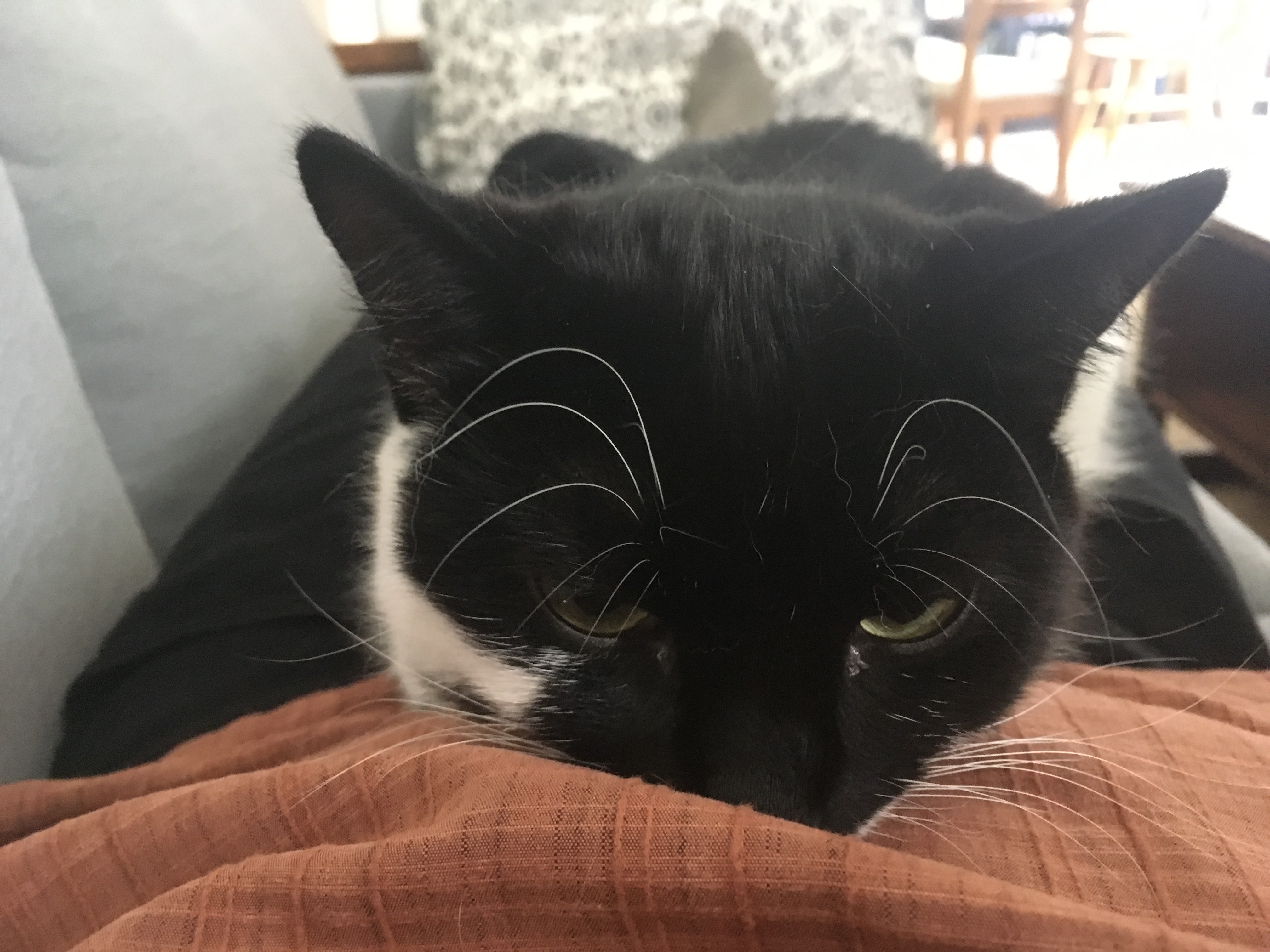 Black and white cat snuggled on her person