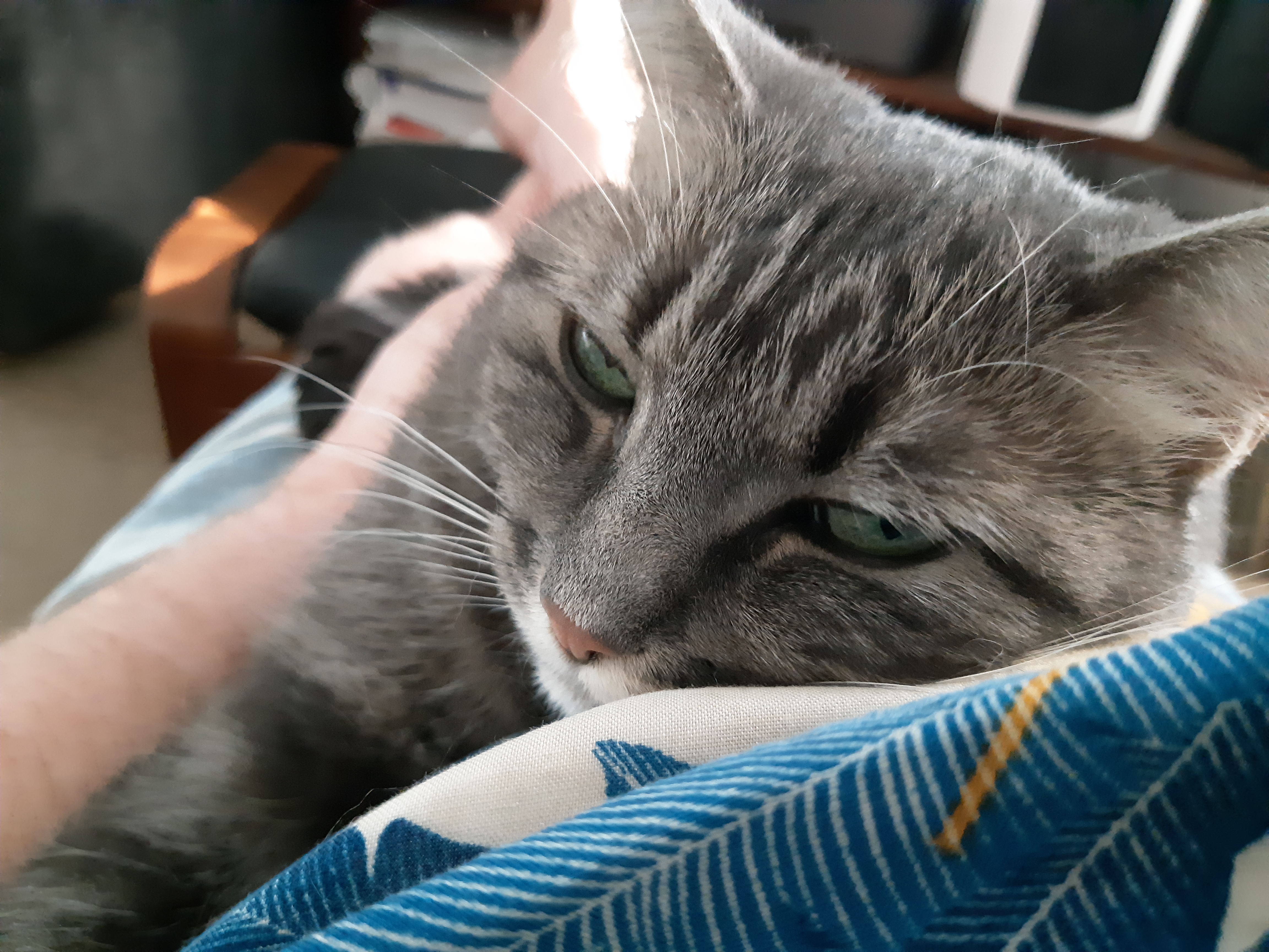 Grey cat snuggled on her person
