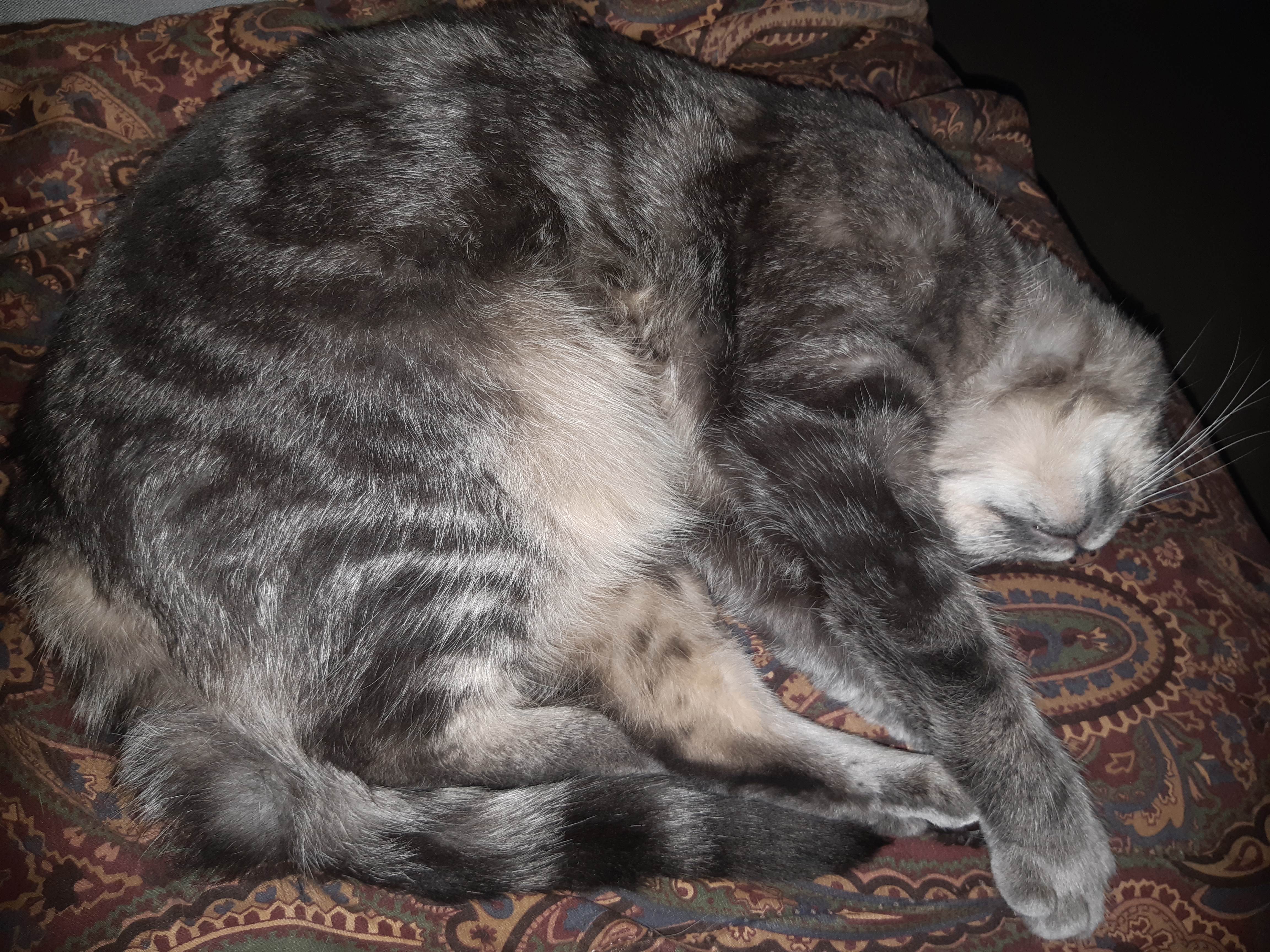 Grey cat curled up on a paisley blanket