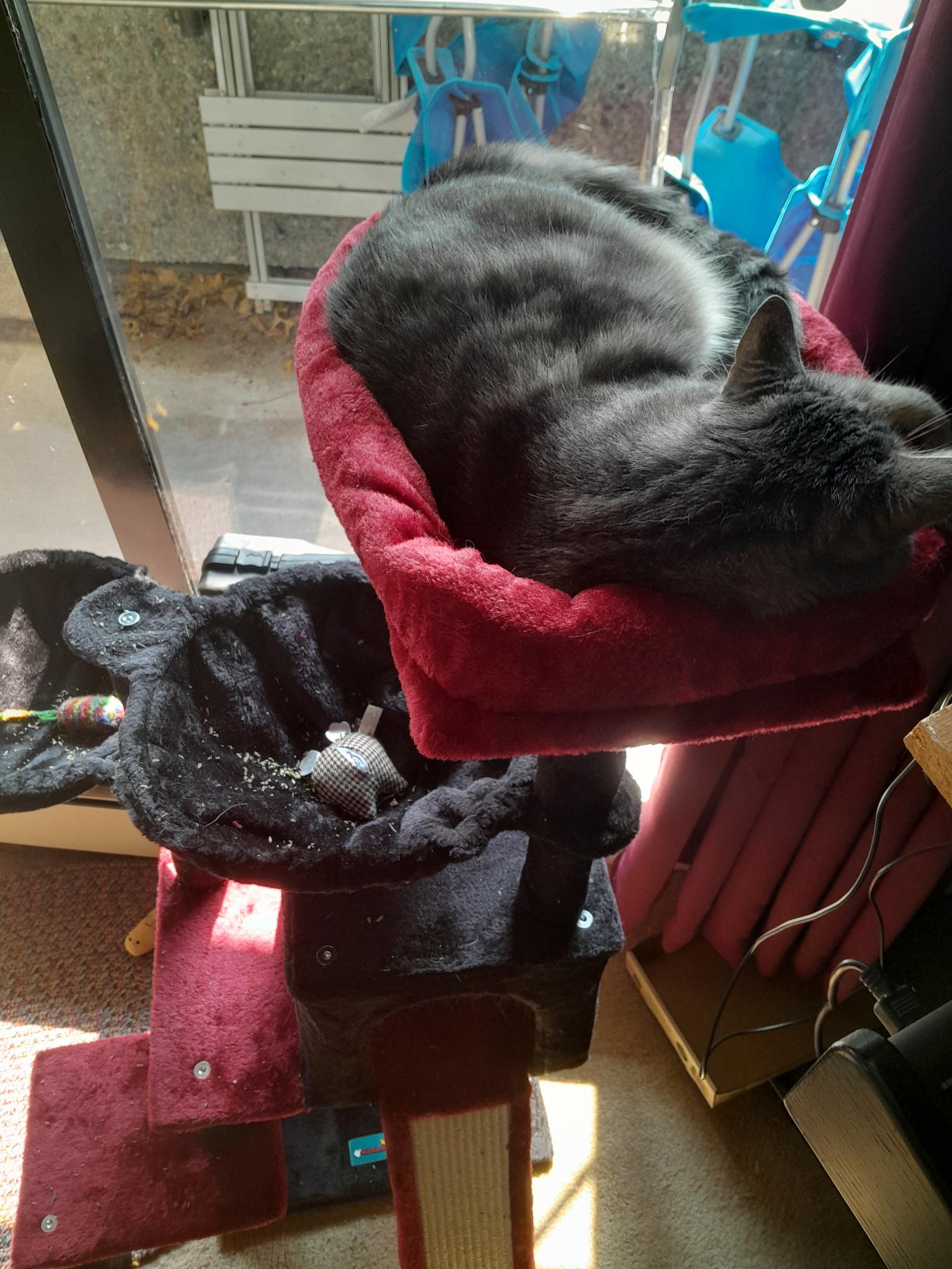 Grey cat curled up on the highest perch of a cat tree