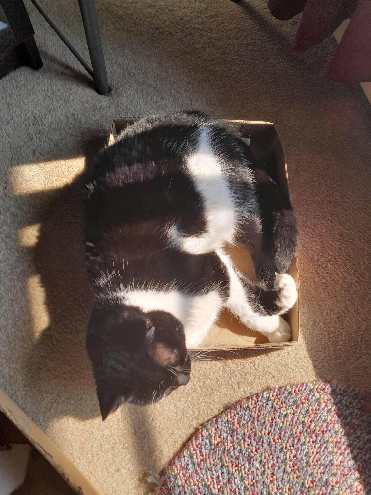 Black and white cat curled up in a shallow box